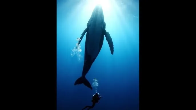 全高清自动录播系统直播在线 - 深蓝星球：探索海洋深处的未知世界